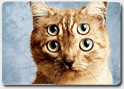 40 ярких примеров рекламы кошачьего корма