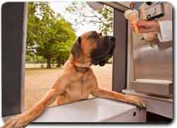 Бизнес-идея: фургон по продаже мороженого для собак