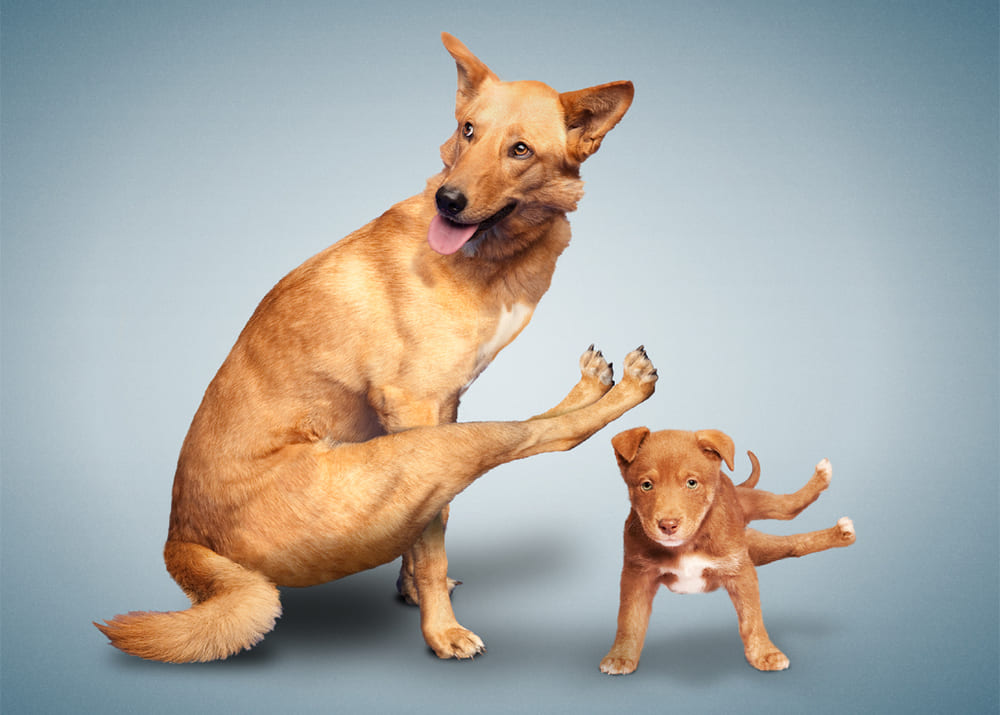 Продажа календарей с собаками-йогами