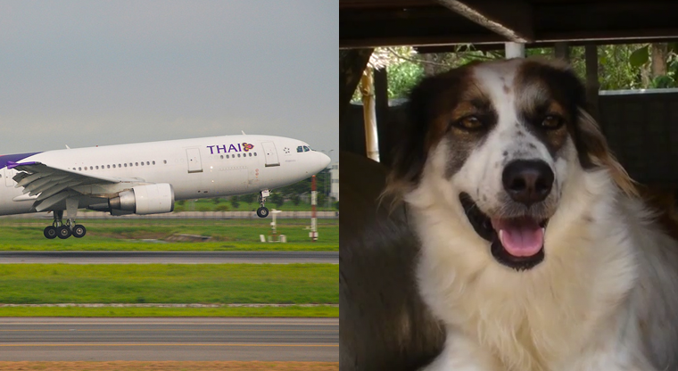 Авиарейсы для собак, подобранных на отдыхе за границей