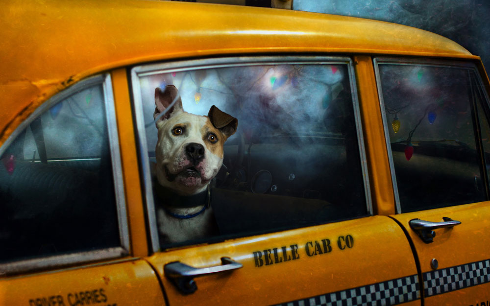 такси для собак