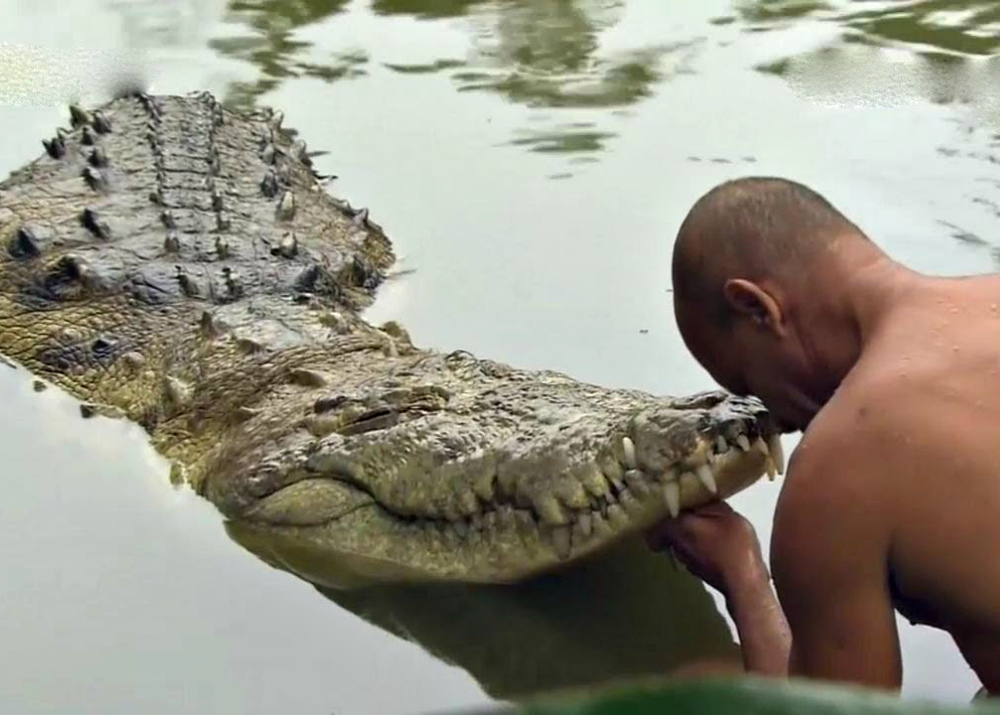 Когда я брею крокодила